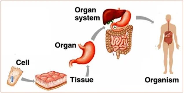 filsafat biologi tingkatan biologis